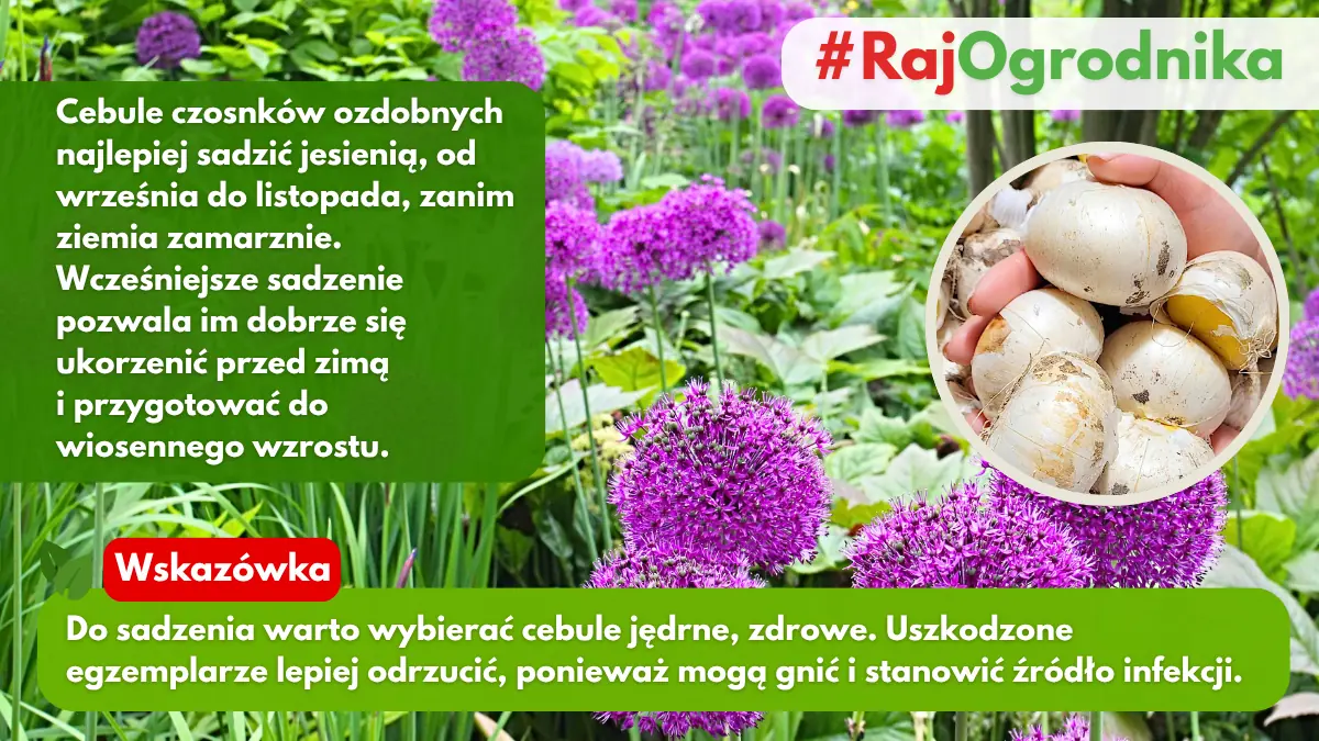 Sadzenie czosnków ozdobnych w ogrodzie blog sklep rajogrodnika